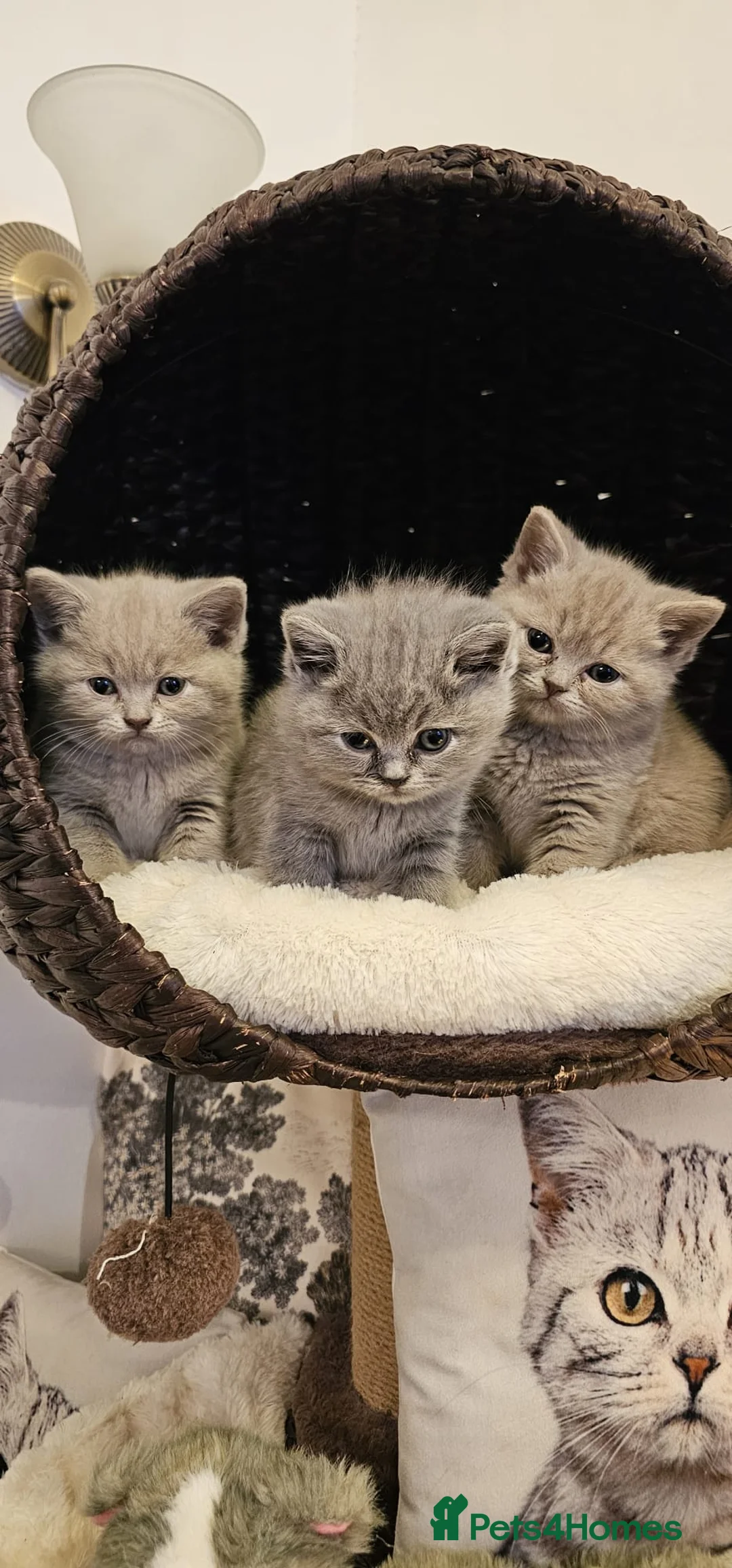 British Shorthair cats for sale: Cute British Shorthair Kittens for Sale in Bradford - Advert 1