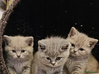 British Shorthair cats Cute British Shorthair Kittens for Sale - Advert 1