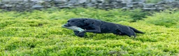 Labrador Retriever dogs for stud: Black labrador stud- FULLY HEALTH TESTED - Advert 3