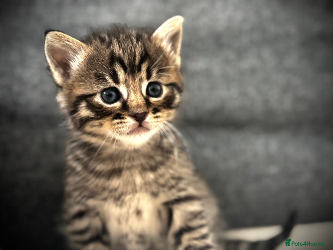 Mixed Breed cats for sale: 🌟 Exquisite Ragdoll × Bengal Kittens 🌟 - Advert 32