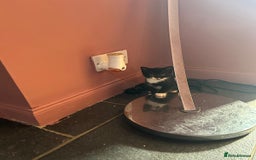 Mixed Breed cats for sale: Kittens for sale - Image 10