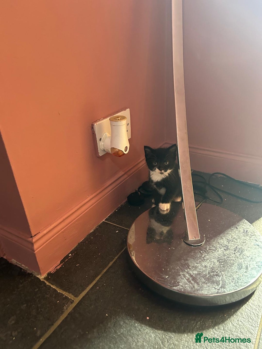 Mixed Breed cats for sale: Kittens for sale - Image 10
