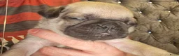 Pug dogs for sale: chunky pug puppies - Advert 3