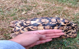 Tortoise reptiles for sale: Leopard Tortoise  - Image 5