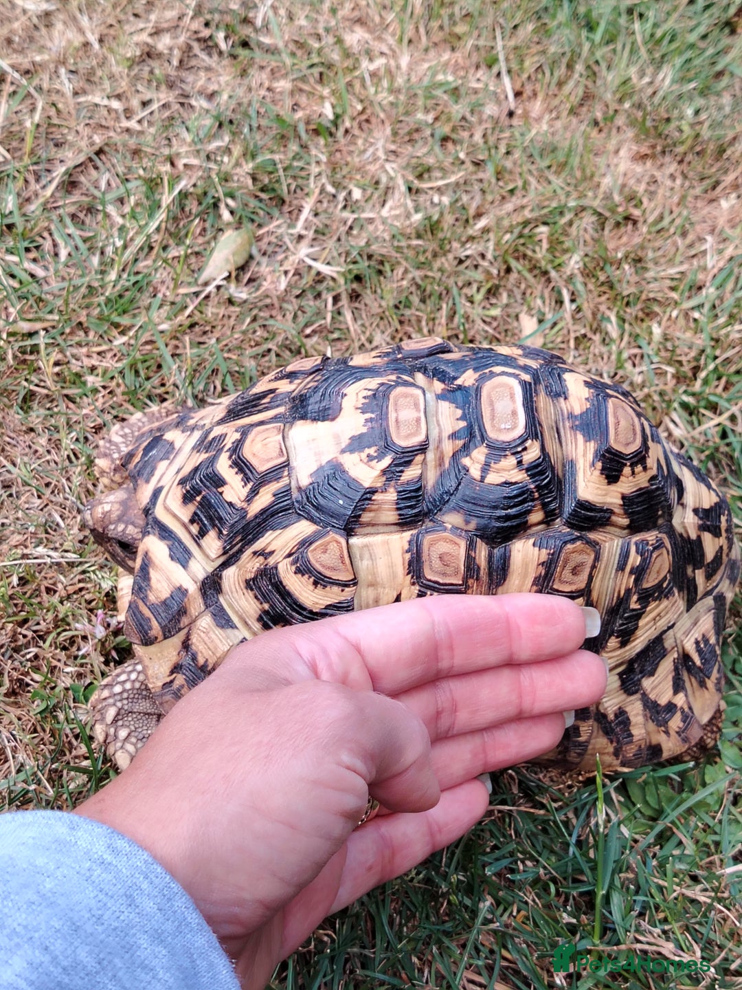 Tortoise reptiles for sale: Leopard Tortoise  - Image 5