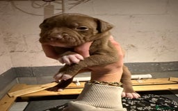 Staffordshire Bull Terrier dogs for sale: Staffordshire bull terrier pups - Image 14