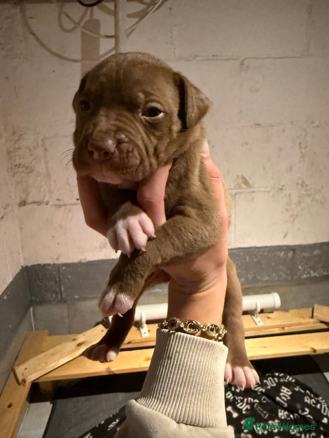 Staffordshire Bull Terrier dogs for sale: Staffordshire bull terrier pups - Image 14