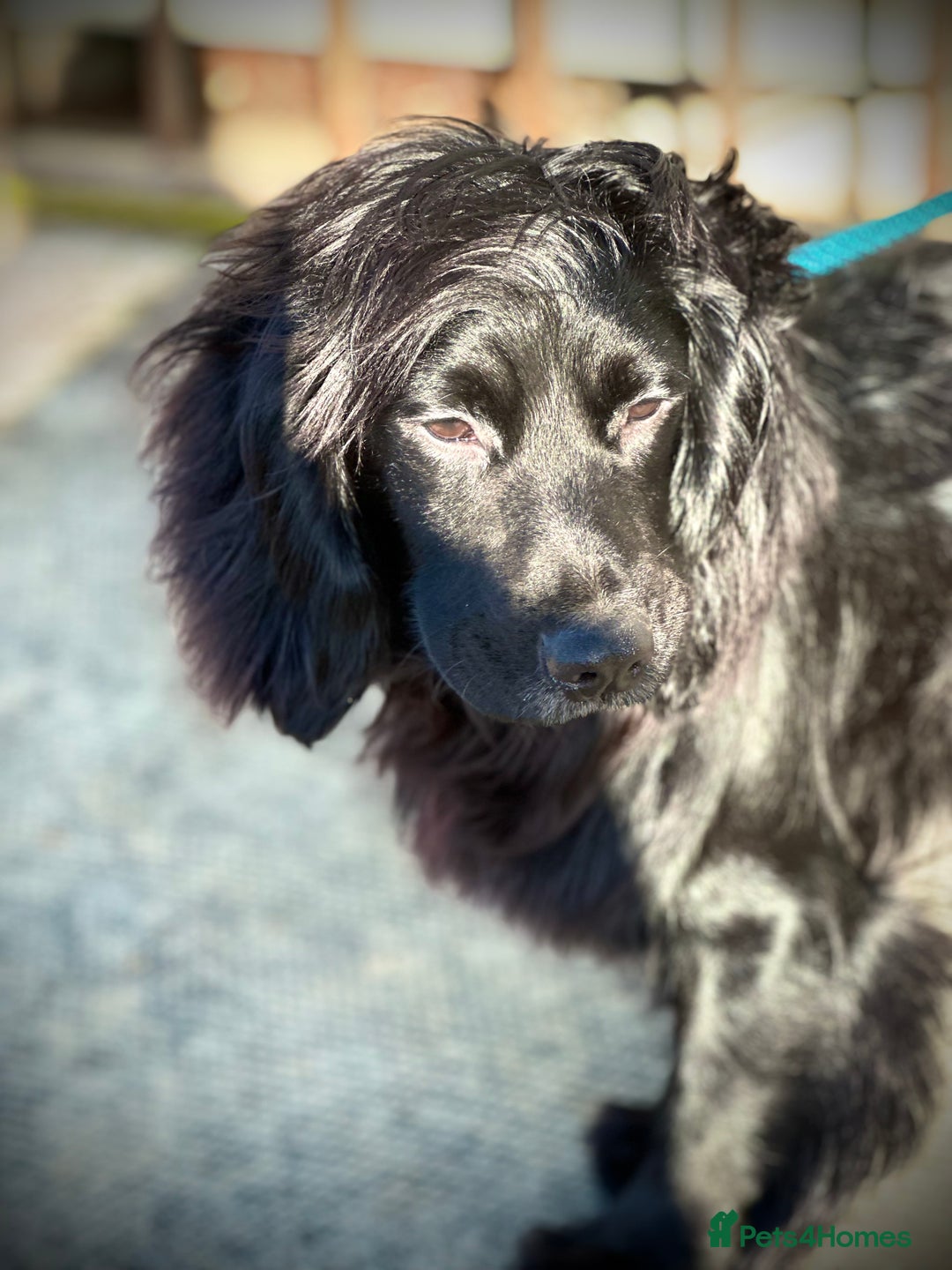 Cocker Spaniel dogs for stud: Excellent Cocker Spaniel proven stud - Image 3