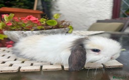Mini Lop rabbits for sale: Stunning Mini Lop Bunnies🤍🌾 - Image 6