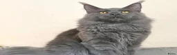 Maine Coon cats for stud: TICA Registered Active - Blue Smoke - Advert 6
