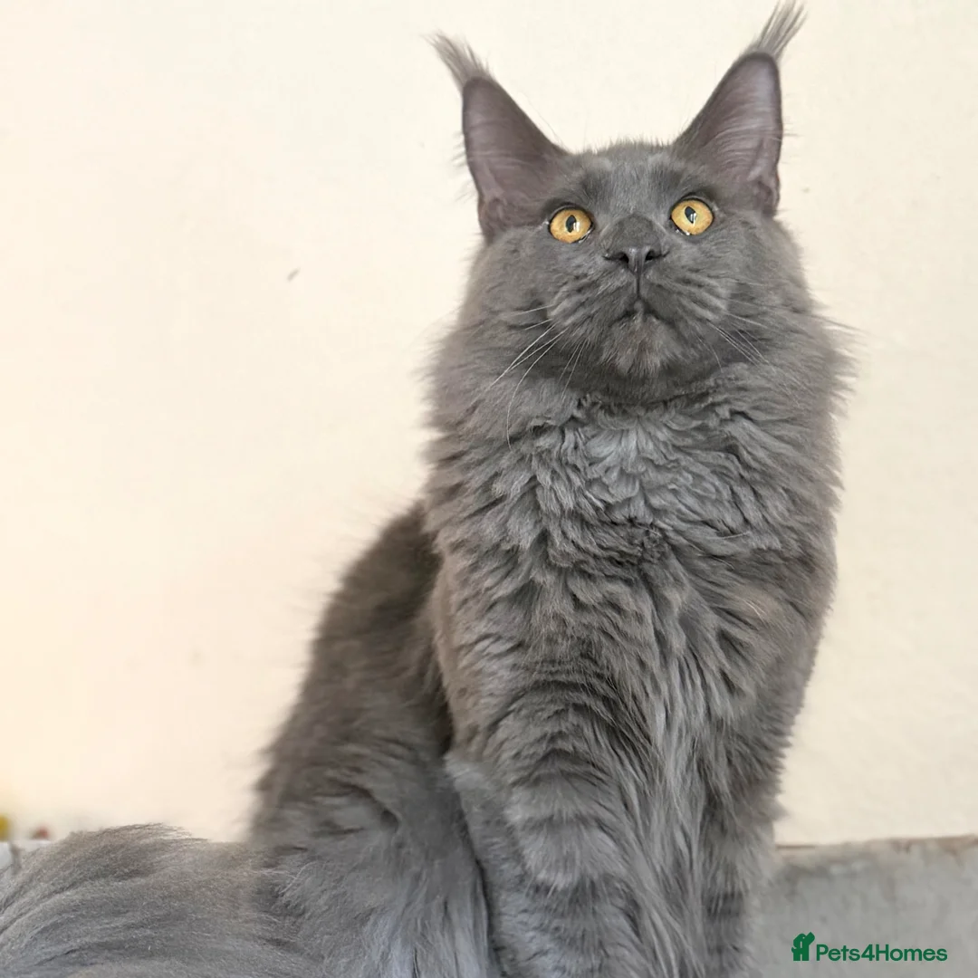 Maine Coon cats for stud: TICA Registered Active - Blue Smoke - Advert 6