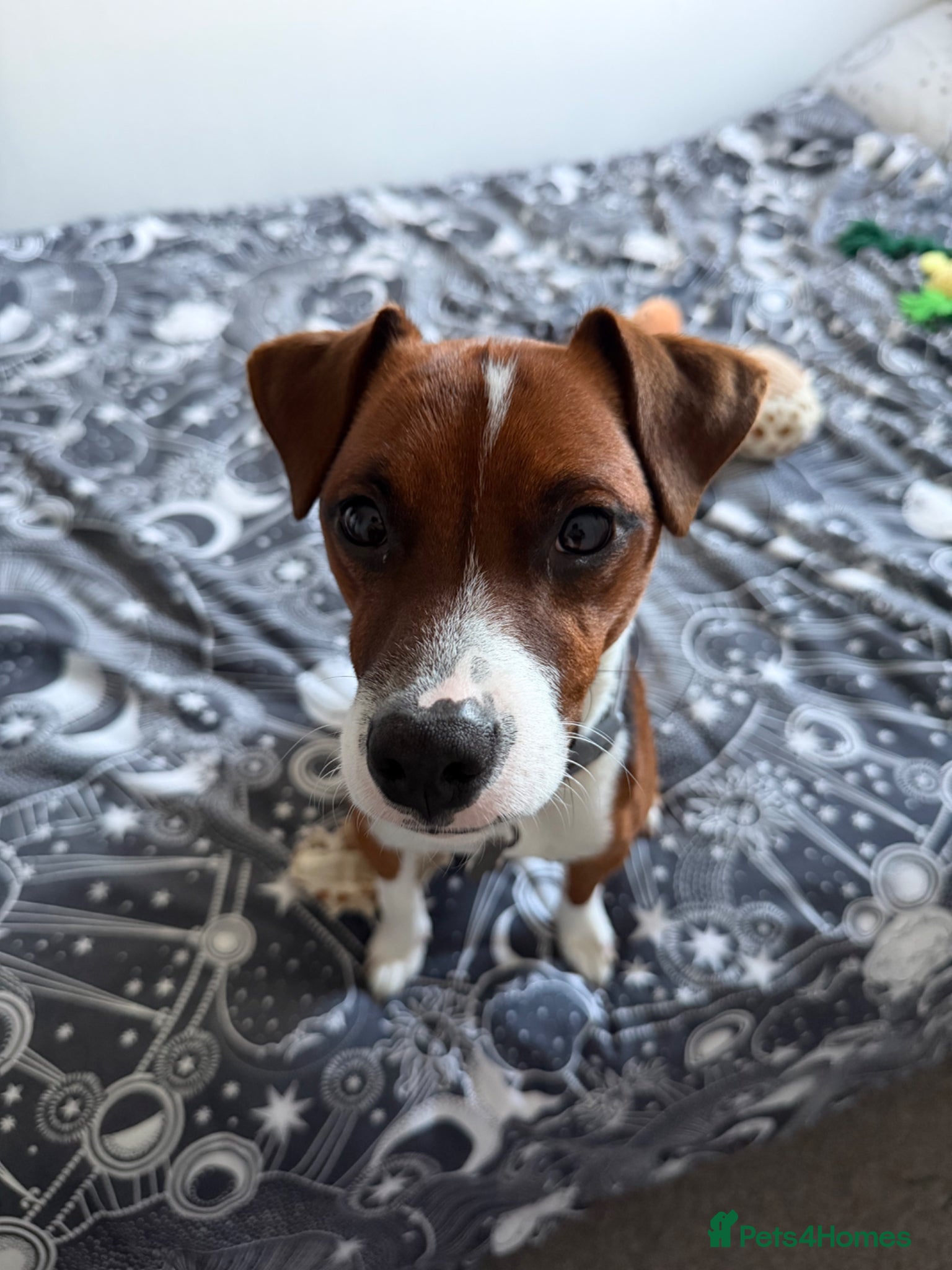 Patterjack dogs 1 year old patterjack - Advert 6