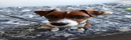 Patterjack dogs for sale: 1 year old patterjack in Darlington - Advert 6
