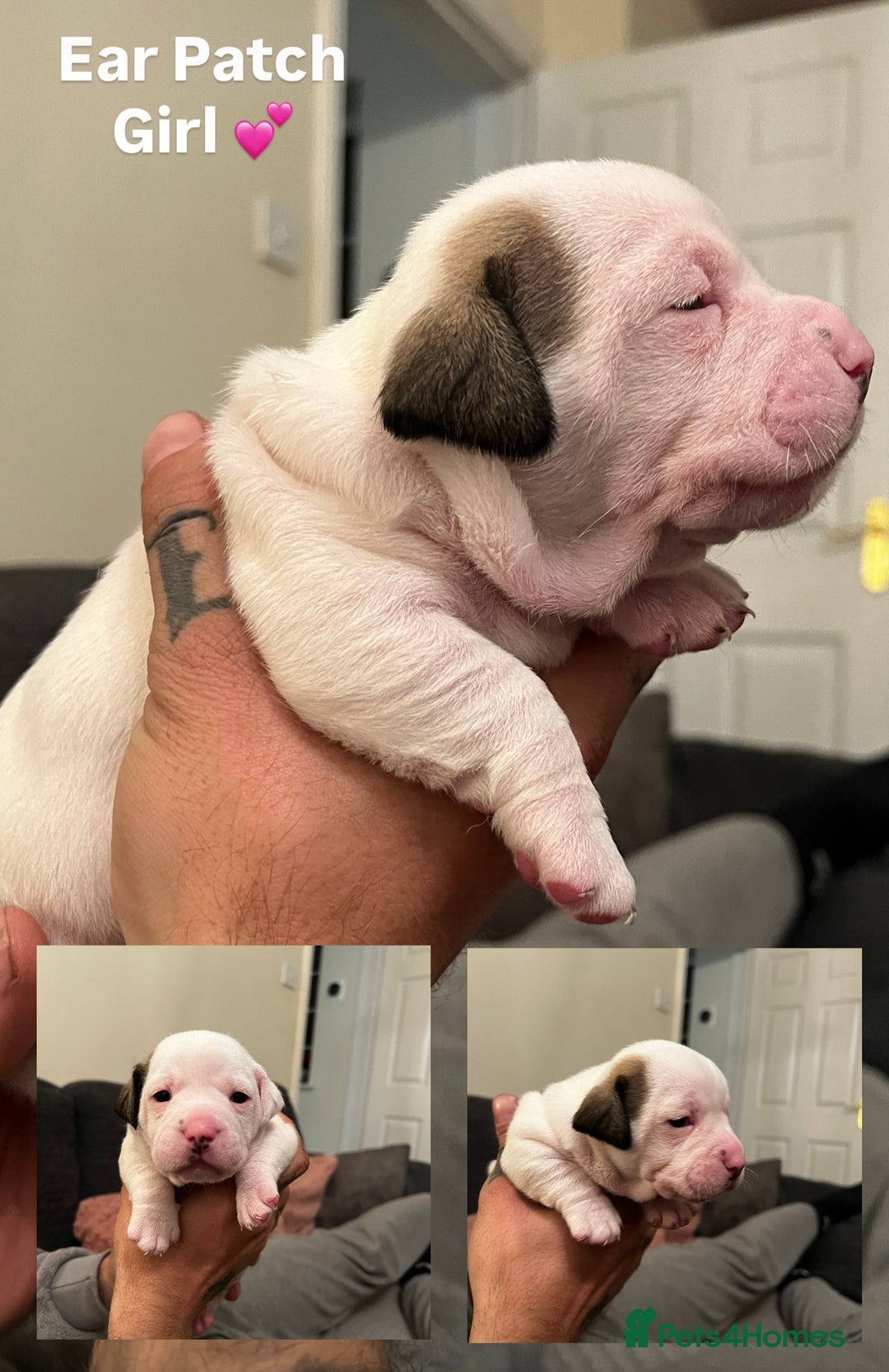 Mixed Breed dogs for sale:  Last 2 girls READY NOW! Rare English Bulldach - Advert 11