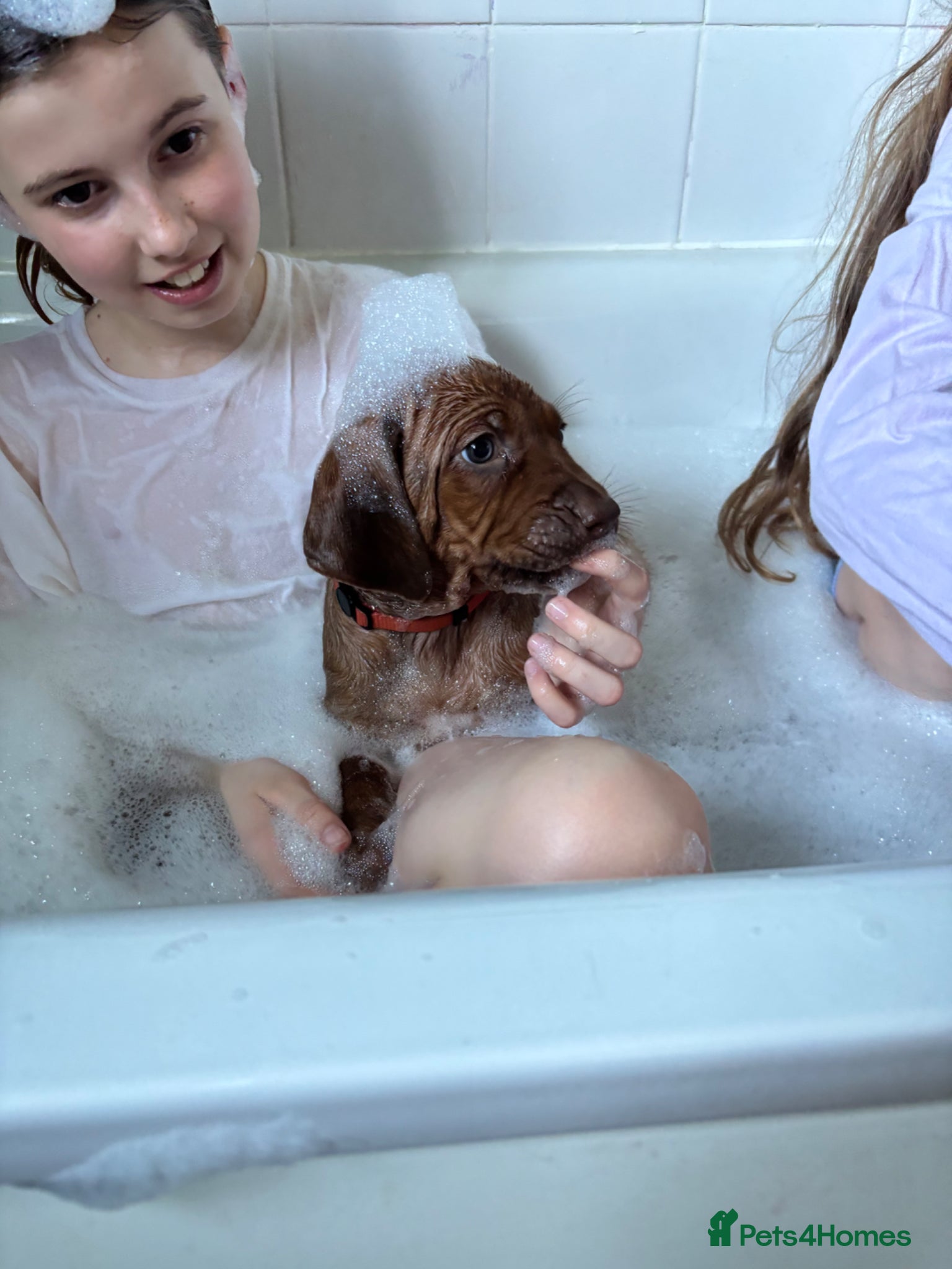 Rhodesian Ridgeback dogs Exceptionally Health Tested/Family Home. Kc Reg - Advert 2