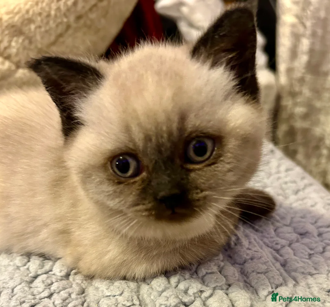 British Shorthair cats for sale: Blue Colorpoint British Shorthair  - Advert 4