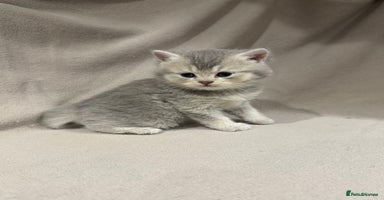 British Shorthair cats - Advert 15