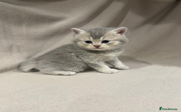 British Shorthair cats - Advert 1
