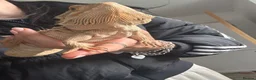 Bearded Dragon reptiles for sale: Friendly & tame bearded dragon  - Advert 3