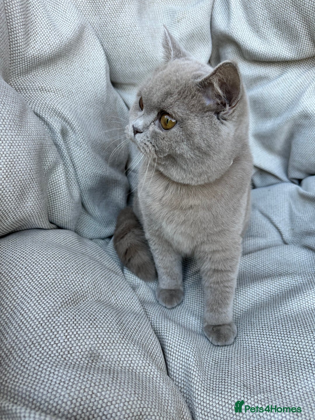 British Shorthair cats for sale: Ready British Shorthair Chunky Kittens - Advert 19
