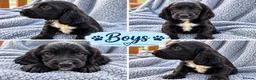 Sprocker dogs for sale: 6 beautiful sprocker puppies - Advert 5