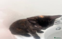 Mixed Breed cats for sale: 5 beautiful kittens ready for a new loving home  - Image 28