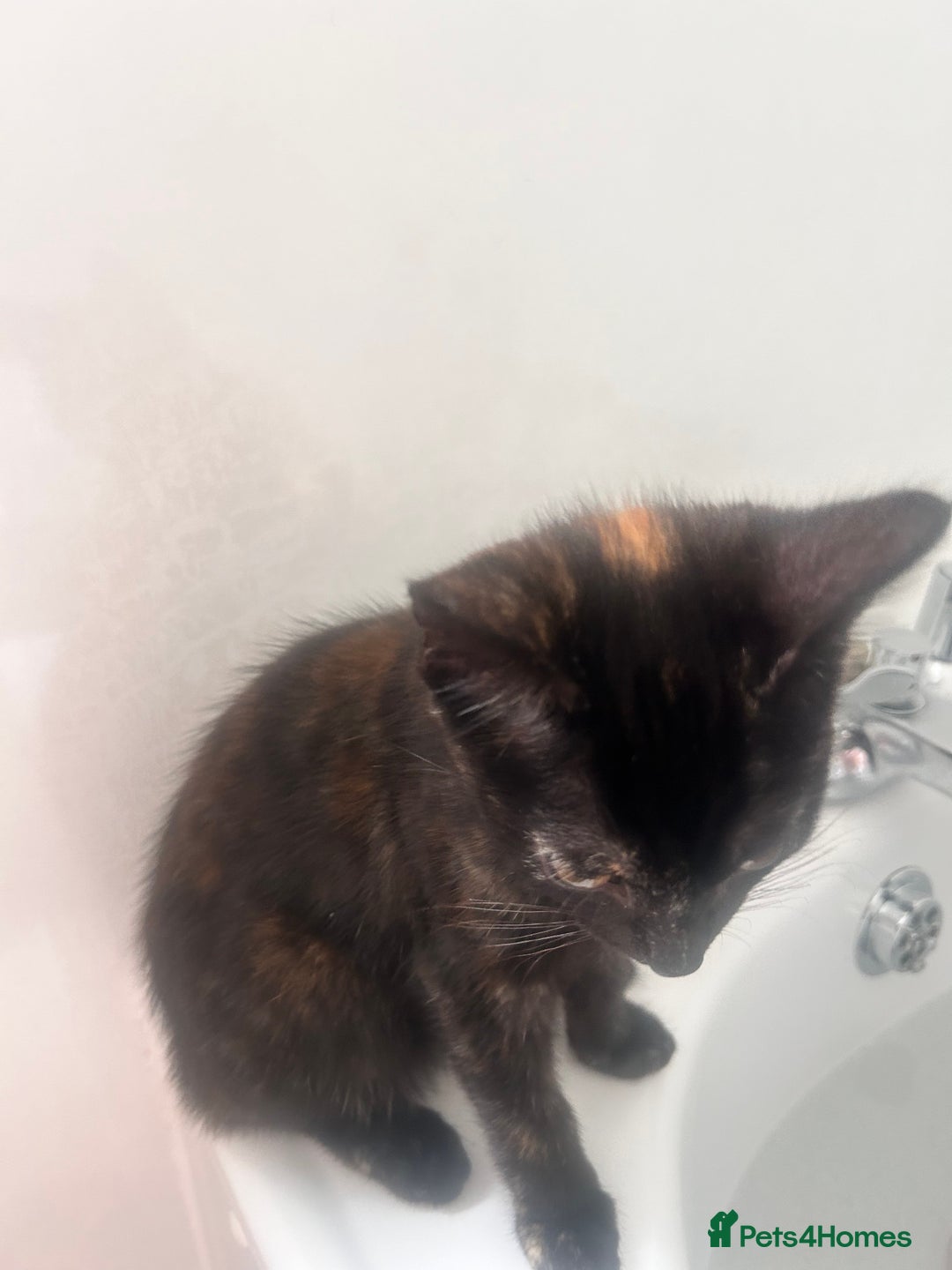 Mixed Breed cats for sale: 5 beautiful kittens ready for a new loving home  - Image 28