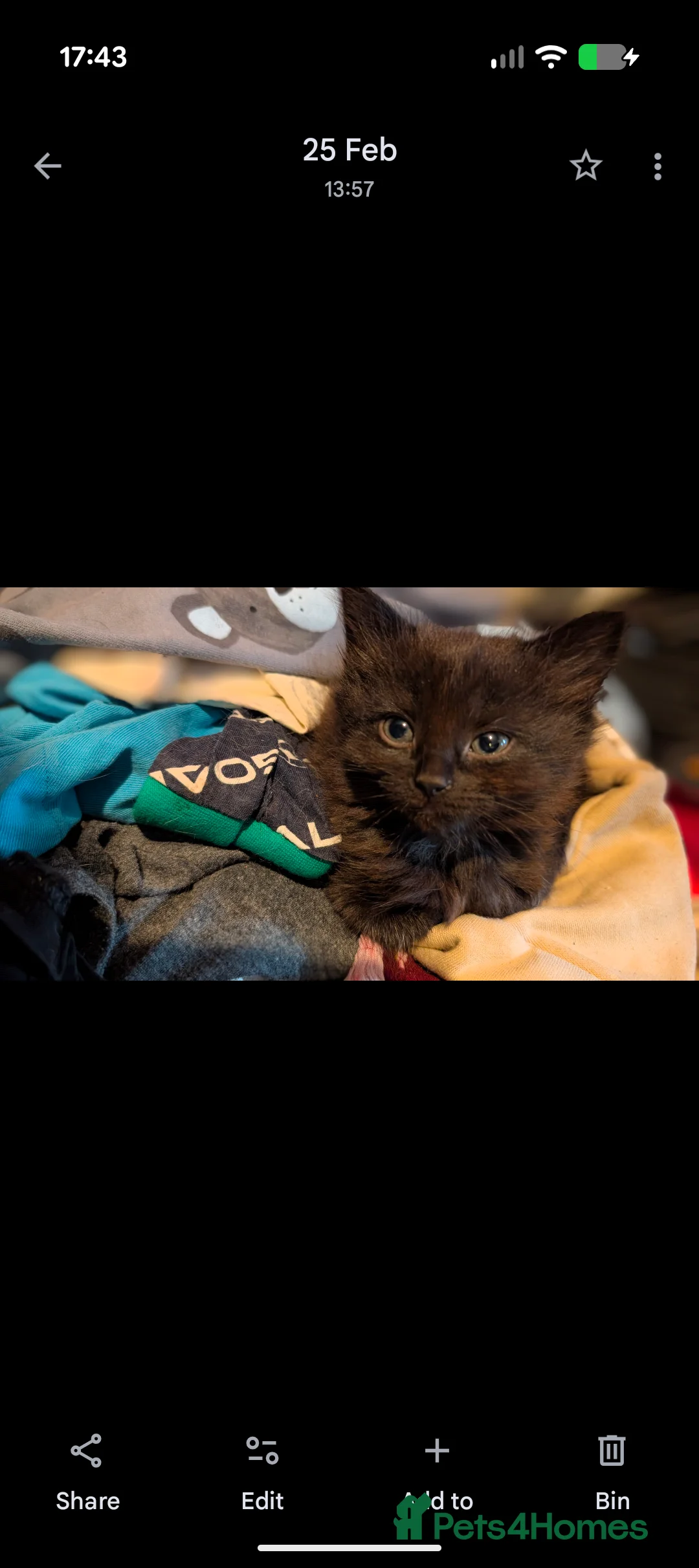 Ragdoll cats for sale: Half ragdoll fluffy kittens - Advert 6