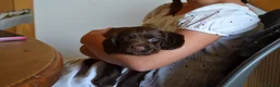Cocker Spaniel dogs for sale: Male Liver Cocker Spaniel - Advert 7