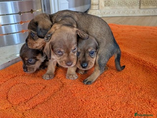 Mixed Breed dogs for sale: 3/4Dachshund X 1/4Jack - Advert 1