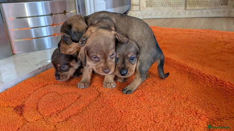 Mixed Breed dogs - Advert 4