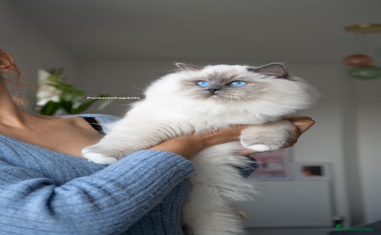Ragdoll cats - Advert 2