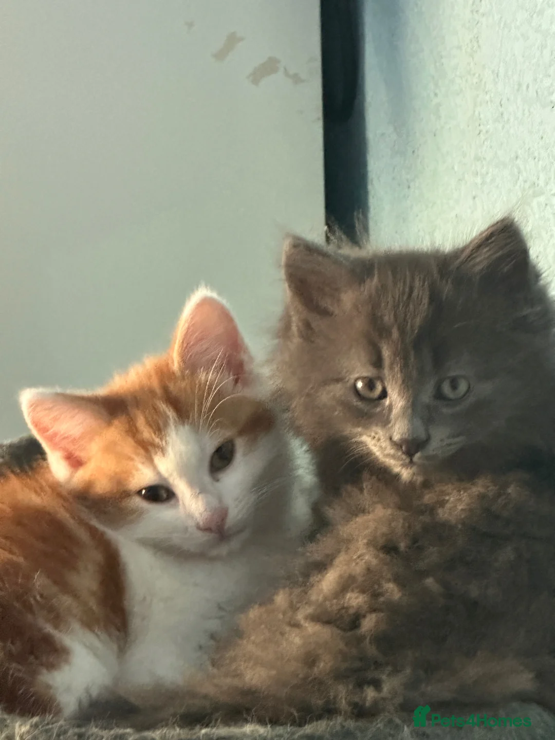 Mixed Breed cats for sale: two beautiful kittens in Canterbury - Advert 2