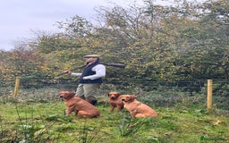 Labrador Retriever dogs for sale: 9 KC Registered Fox Red Labrador Puppies  - Image 6