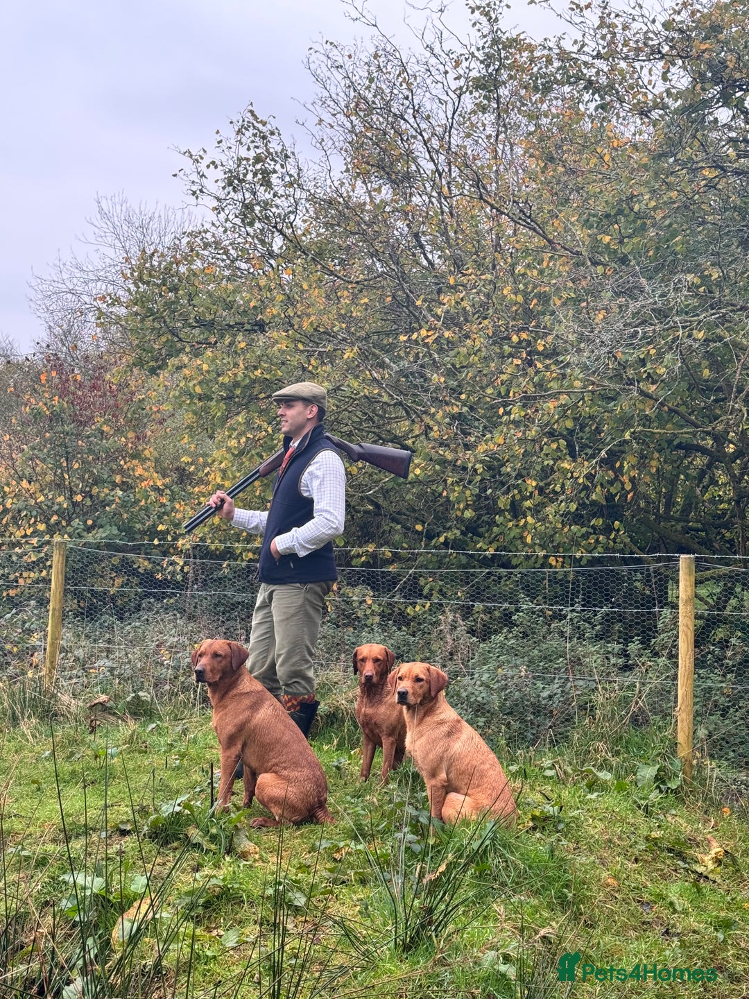 Labrador Retriever dogs for sale: 9 KC Registered Fox Red Labrador Puppies  - Image 6