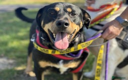 Mixed Breed dogs for adoption: Toffee and Treacle waiting for someone to love  - Image 5