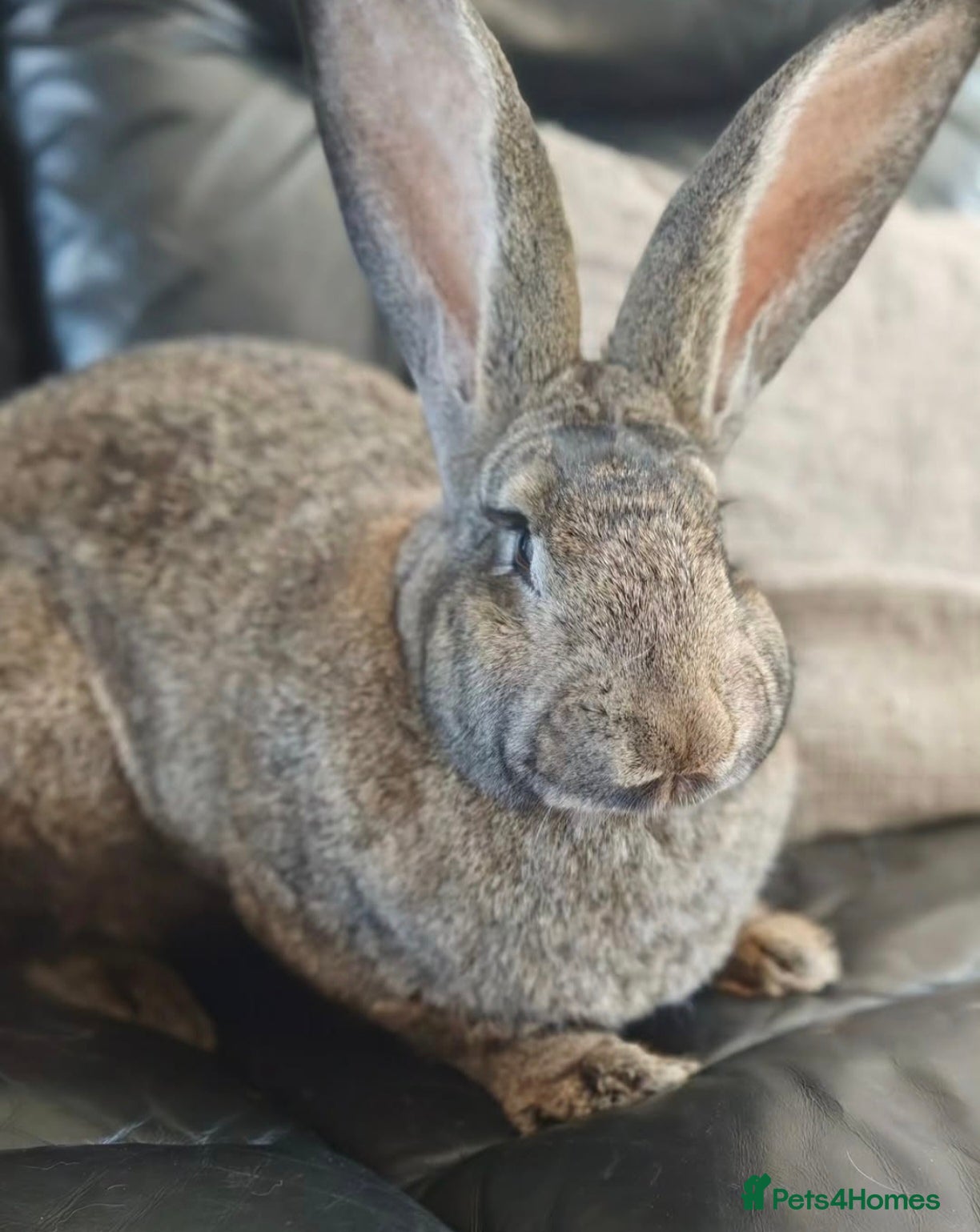 Mini Lop rabbits Continental rabbit looking for home - Advert 7