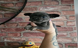 Frug dogs for sale: Beautiful Frug Babies 😍 - Image 29