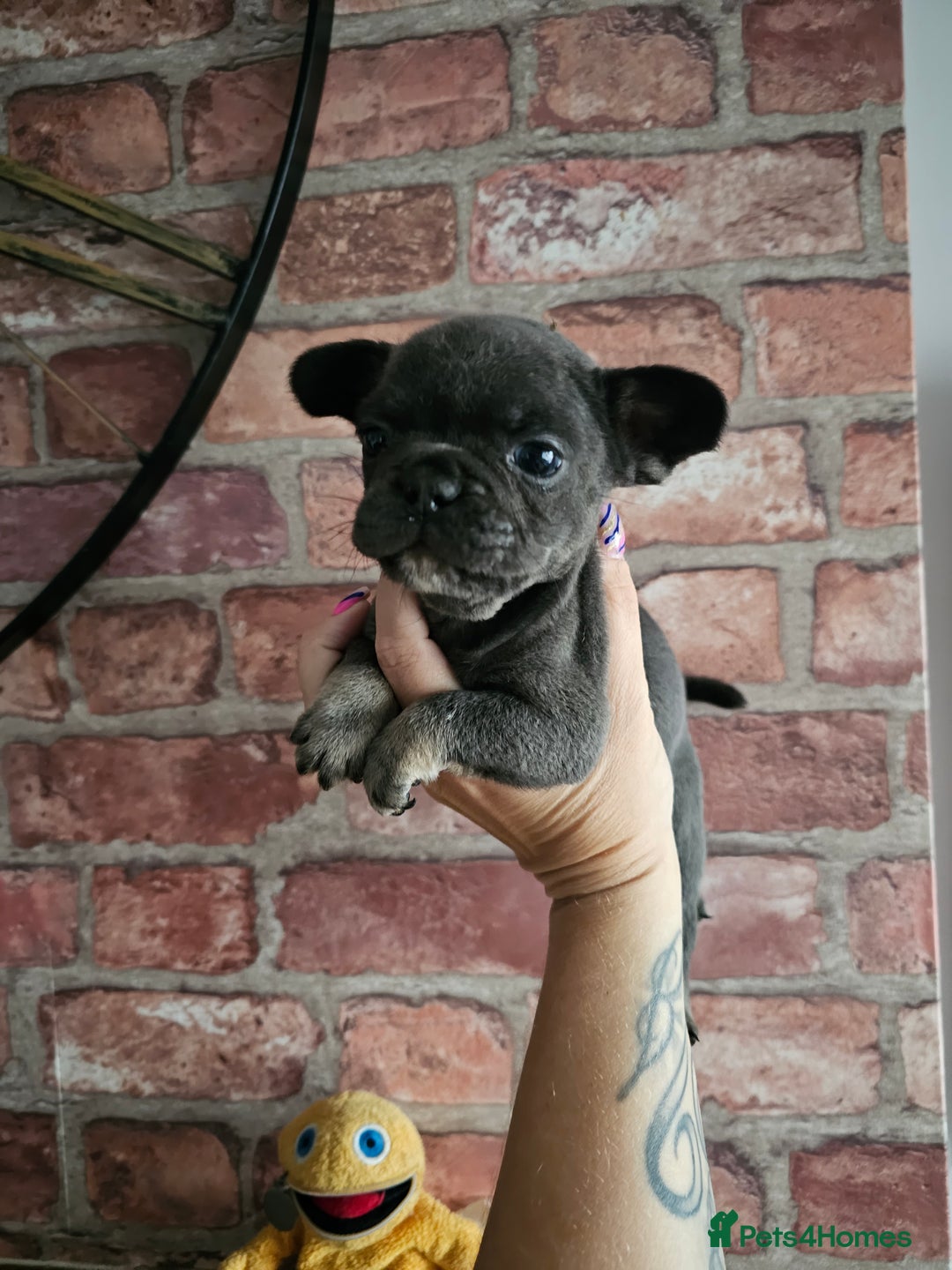 Frug dogs for sale: Beautiful Frug Babies 😍 - Image 29