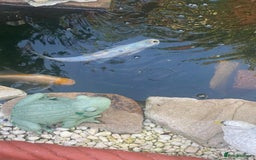 Koi Carp fish for sale: Koi Carp fish/ mixed fish - Image 5