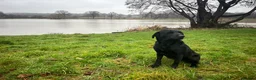Labrador Retriever dogs for sale: KC Reg. Yellow Bitch Puppy  - Advert 9
