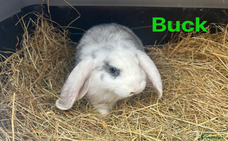 French Lop rabbits - Advert 1