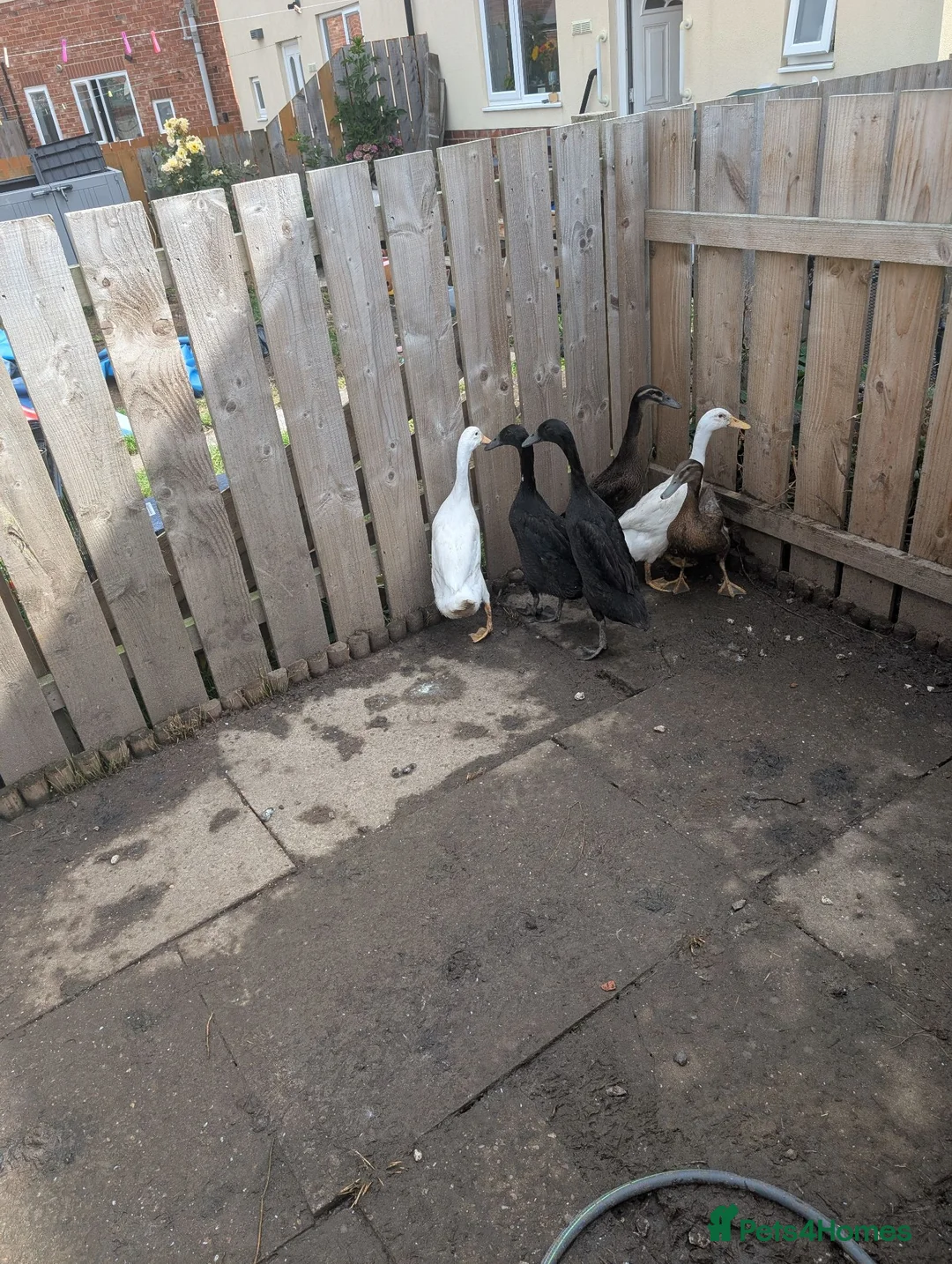 Ducks poultry for sale: Runner ducks (mixed) in Blyth - Advert 2