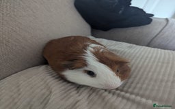 Guinea Pig rodents for sale: 2 Male Guinea Pigs - Image 12