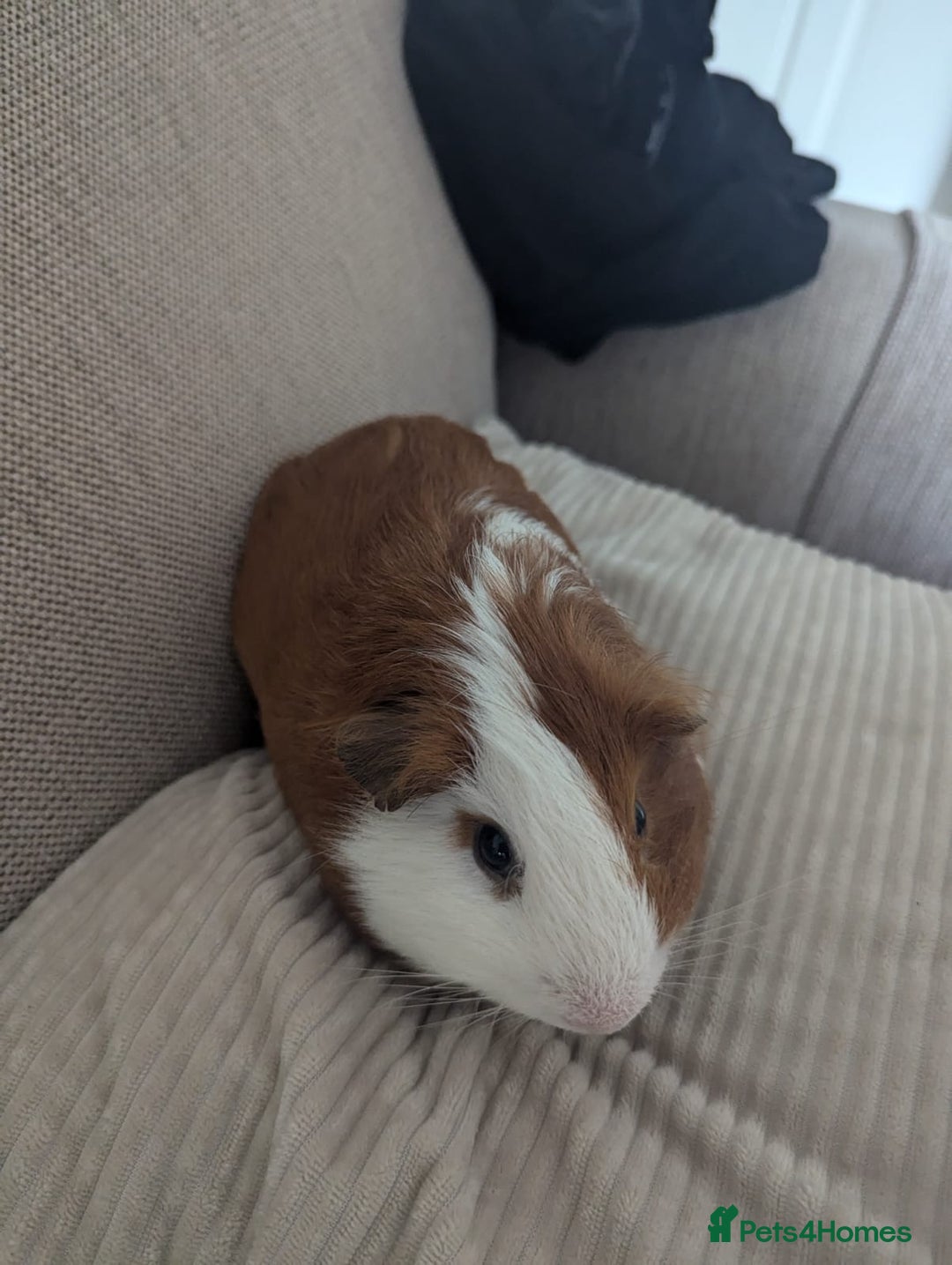 Guinea Pig rodents for sale: 2 Male Guinea Pigs - Image 12