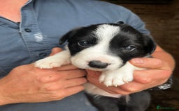 Mixed Breed dogs for sale: Collie puppies for sale - Image 3