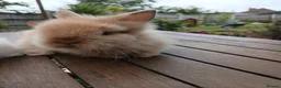 Lionhead rabbits for sale: Beautiful DM Lionheads  - Advert 16