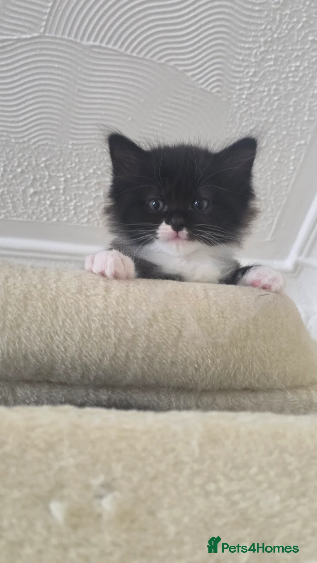 Mixed Breed cats for sale: 3 Beautiful Ragdoll Cross Male Kittens - Advert 8