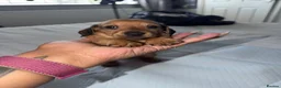 Miniature Dachshund dogs for sale: Miniature Dachsund Puppies - Advert 4
