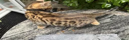Bengal cats for sale: Bengal x Maine Coon Cross Kittens  - Advert 16